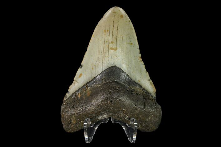 Fossil Megalodon Tooth - North Carolina #147021